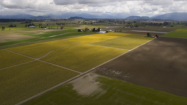 The Magic Skagit Valley - Mark Dodge