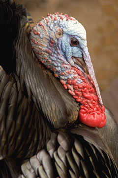 Gobby in Love - Vicki Dodge