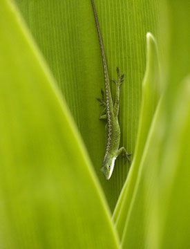 Kauai Gecko - Mark Dodge