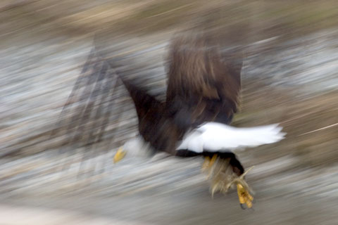 Nesting Frenzy - Skagit River - Mark Dodge
